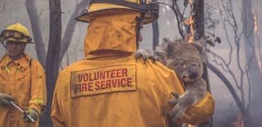 Bush-Fires-Watch-And-Act-Auction