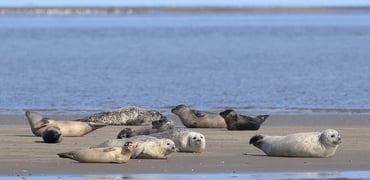 Seals