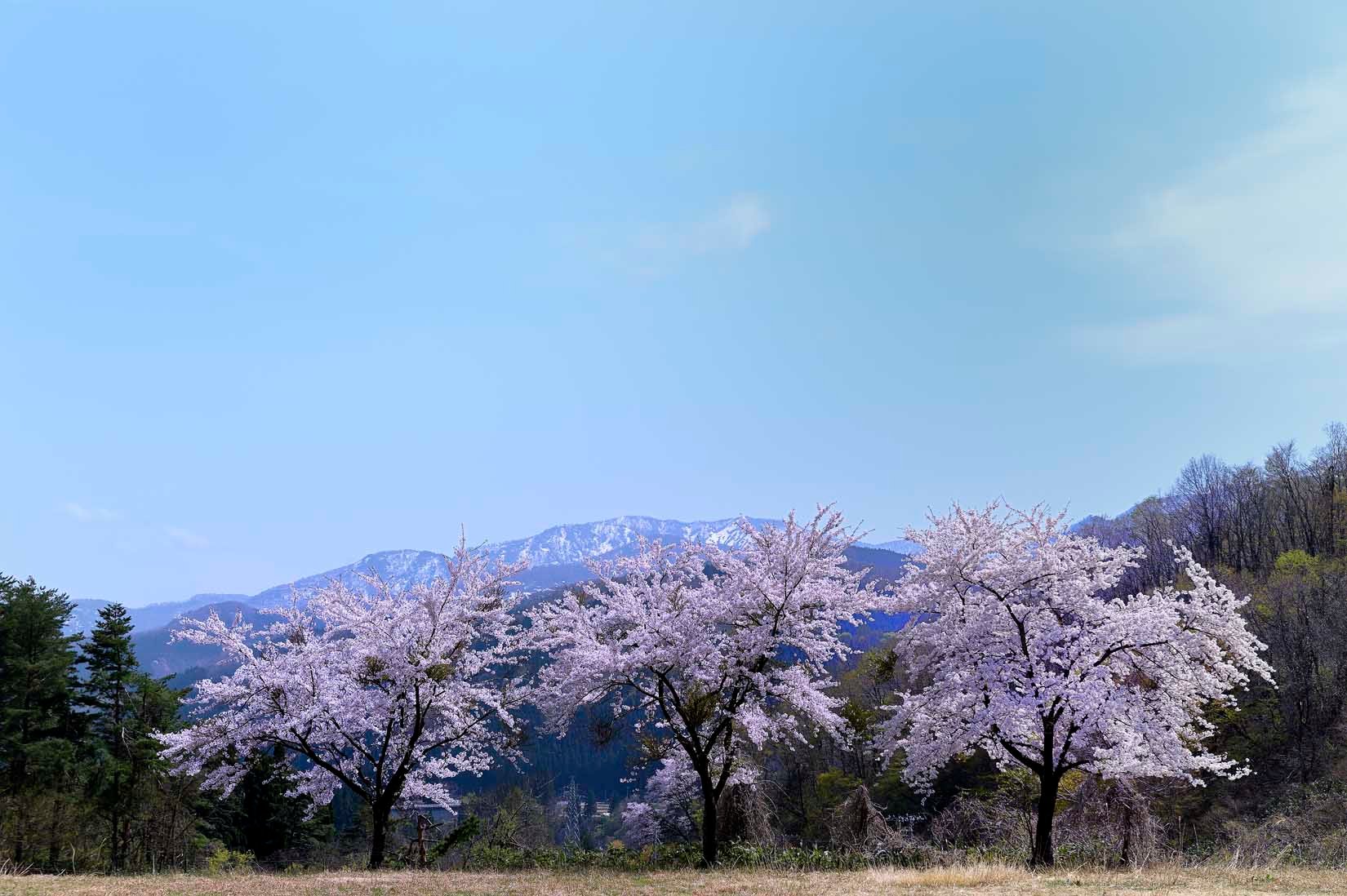 Cherry trees blossoming in Akita Province