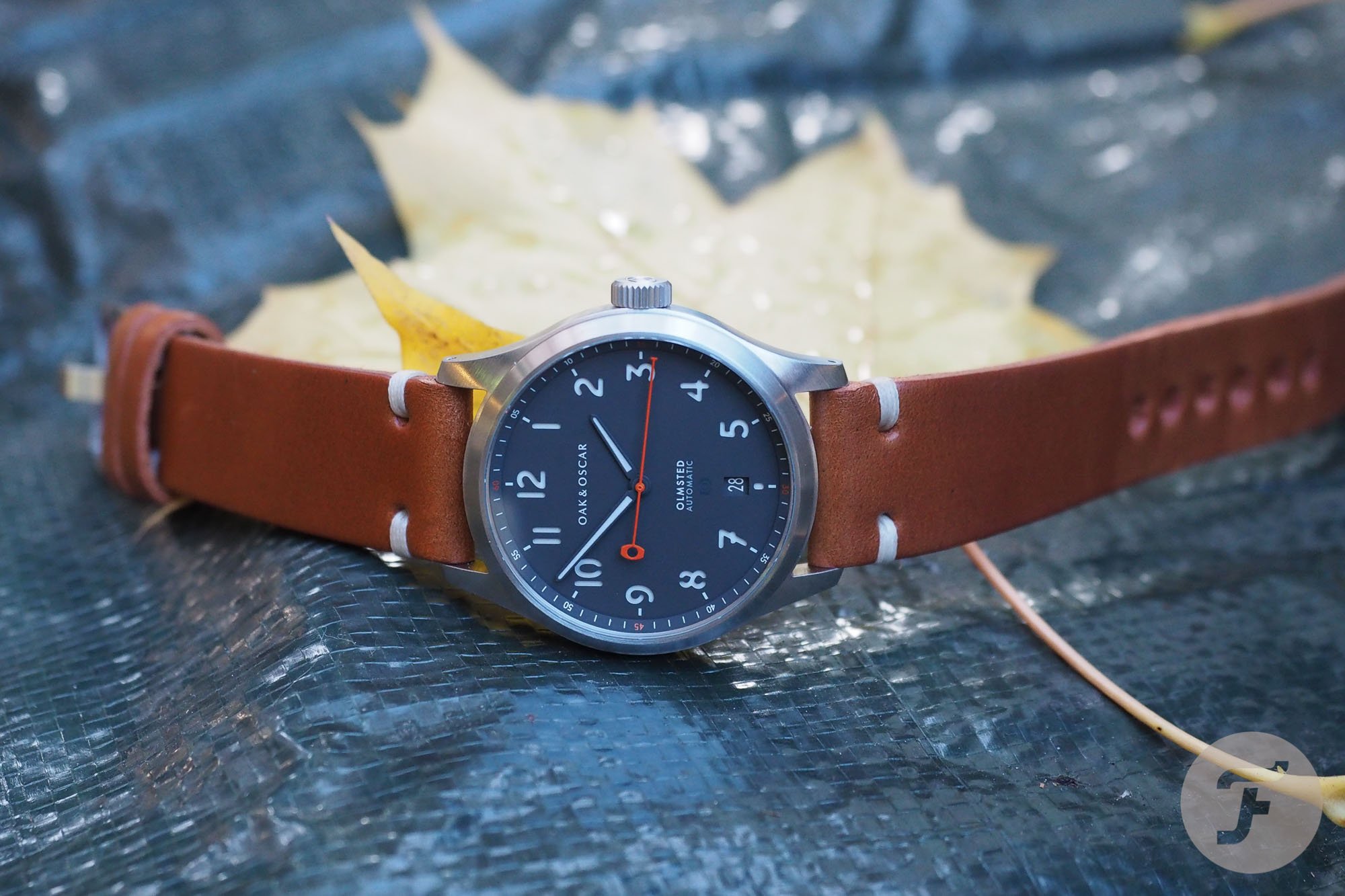 Oak and Oscar Olmsted 38 3