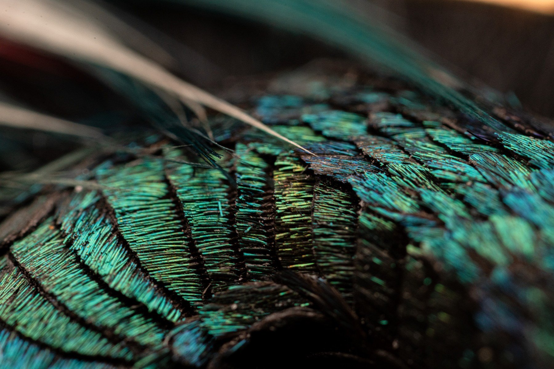 Close-up of the feathers on the dial of the Vacheron Constantin Métiers d'Art Tribute To The Animal Kingdom Feathersnake