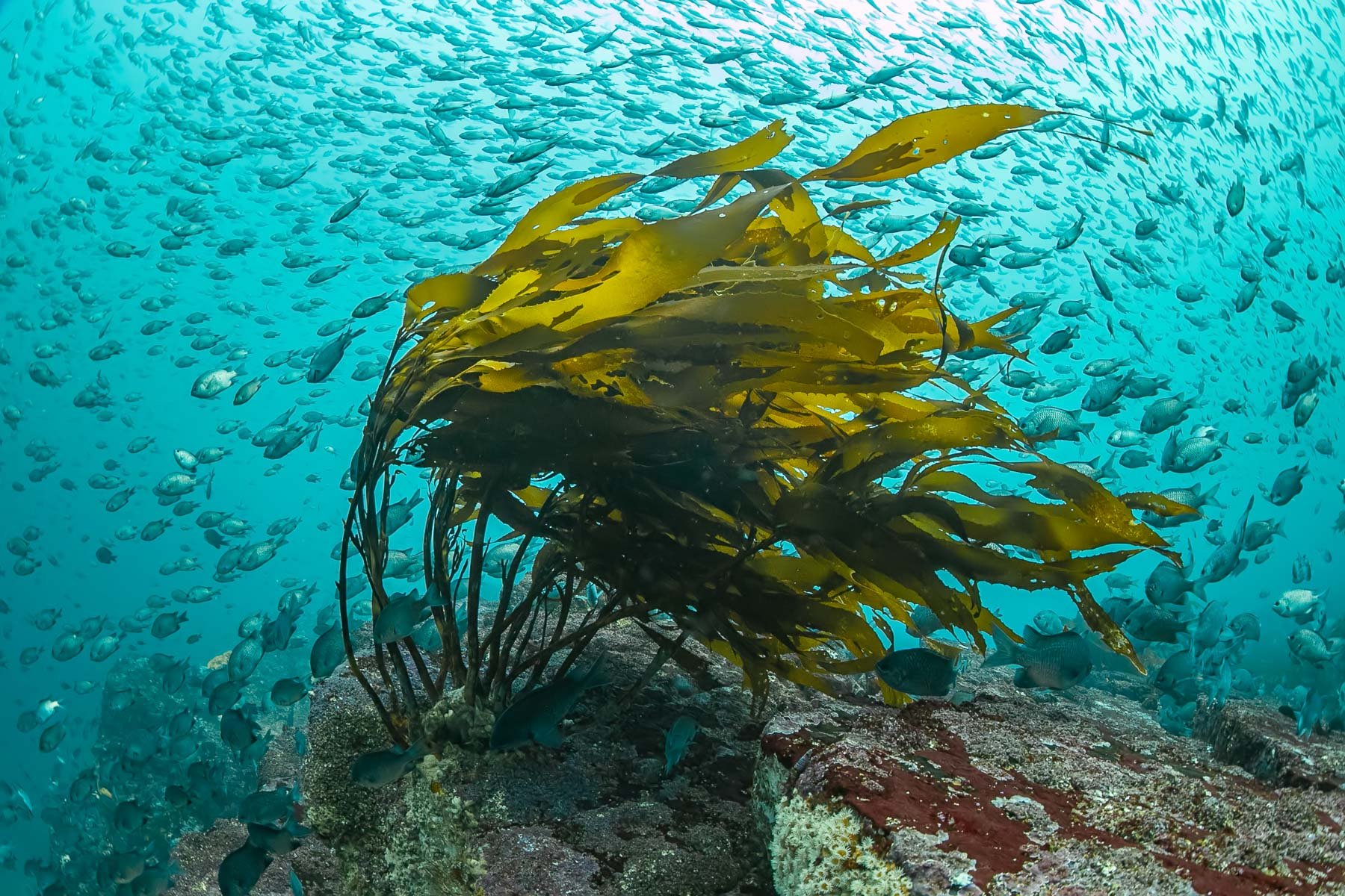 kelp underwater